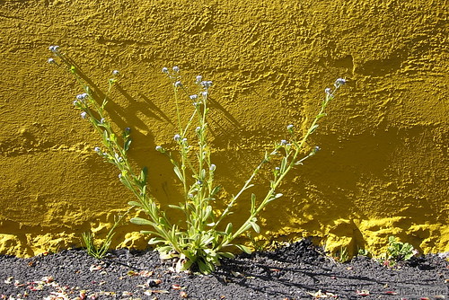 flower fleur yellow wall jaune working giallo mur lorraine s90 blainville ijulian