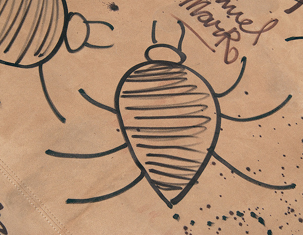 This is a close-up drawing of a New York Bed Bug enlarged so that you ...