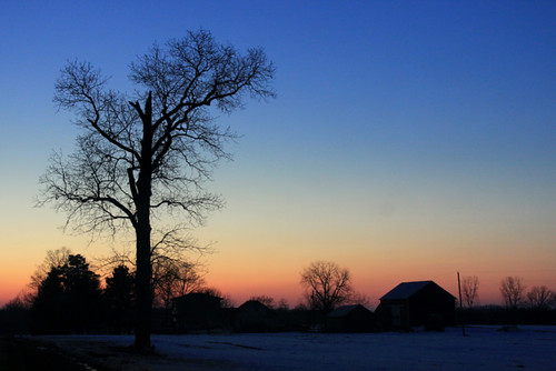 trees sunset tree nature country barns