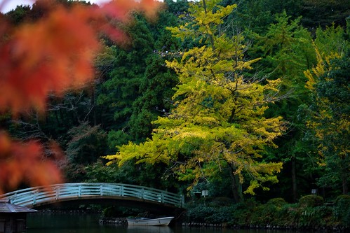 autumn red yellow leaf pond dof