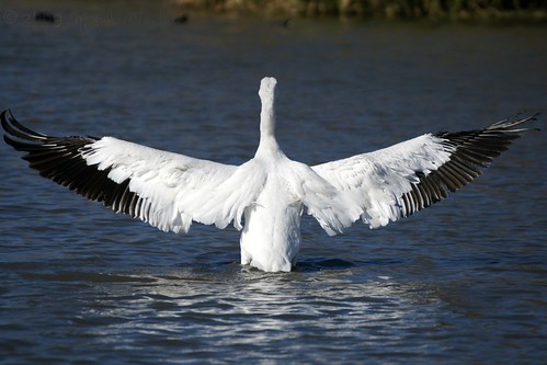 usa white lake bird blanco water animal lago photo dallas agua texas foto sony pássaro pelican best ave pajaro alpha aus 700 oiseau vogel pájaro mejor uccello 鳥 whiterocklake pelicano pelecanuserythrorhynchos pelícano птица sunsetbay 鸟类 getrdun पक्षी miguelmendoza sonyalpha700 lenscraft slbdrying sony70300mmf4556gssm sony70300mmf4556gseriestelephotolens sony70300mmf4556gserieszoomlens