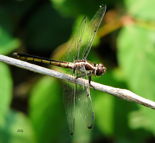 flickr dragonfly insects libelllidae