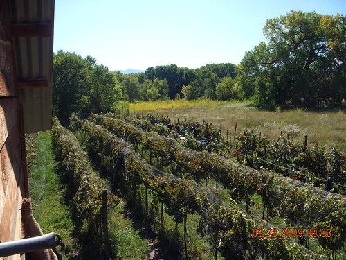barn vineyard wine nets