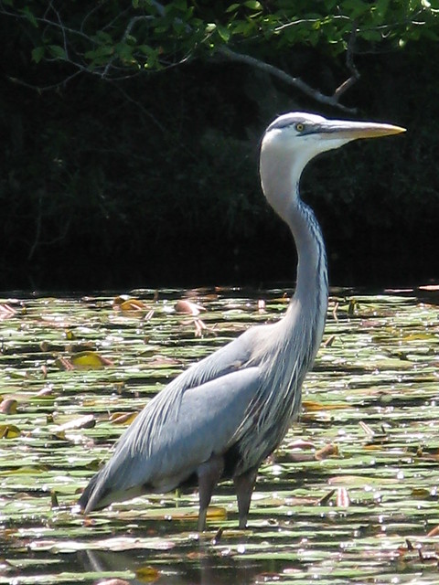 Blue Heron on Swift Creek