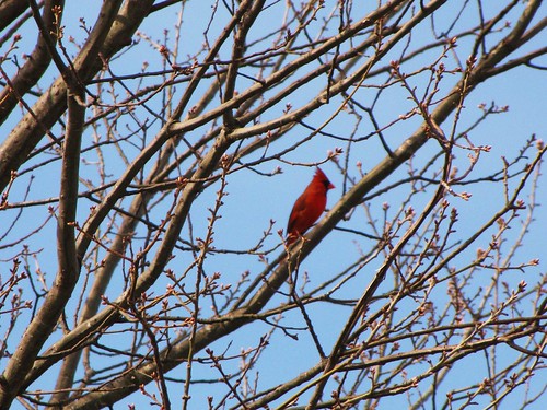 park travel blue trees sky usa bird nature canon daylight view state cardinal wildlife south peaceful powershot daytime arkansas tranquil welcomecenter hwy65 lakevillage sx10is waltphotos