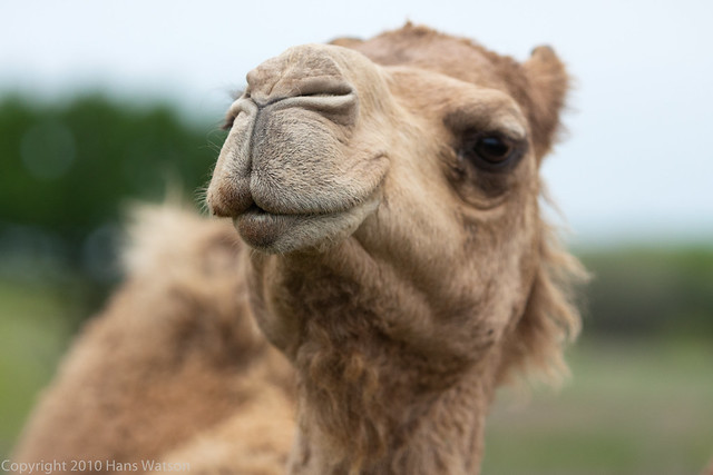 Happy Camel | Flickr - Photo Sharing!