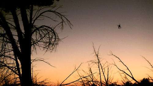 sunset usa oklahoma silhouette spider unitedstates davis cedarvillage