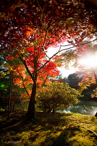 park autumn red sky orange brown color tree green japan canon landscape sunny fineweather autumnaltints eos5dmark2