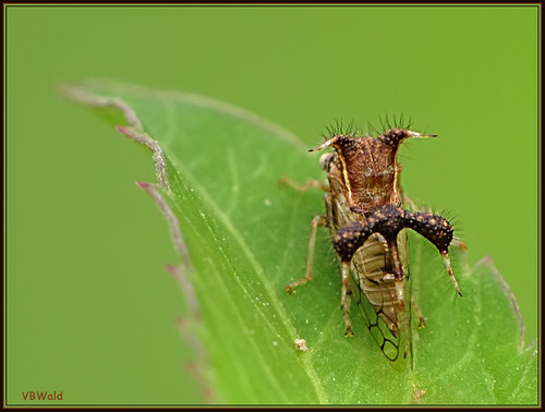 insect inseto treehopper hemiptera auchenorrhyncha membracidae raynoxdcr250 cyphonia canonsx10