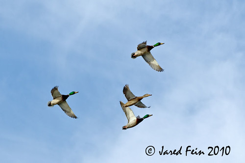 bird nature birds animal flying duck ducks avian wetland sewerdoc alittlebeauty ©jaredfein
