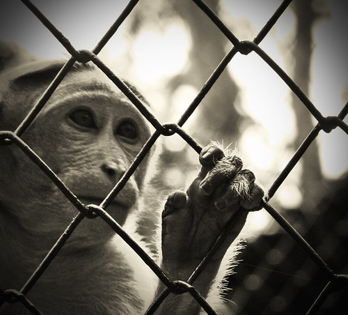 park india zoo freedom monkey wildlife madras cage caged childrens chennai tamilnadu adyar guindy guindypark