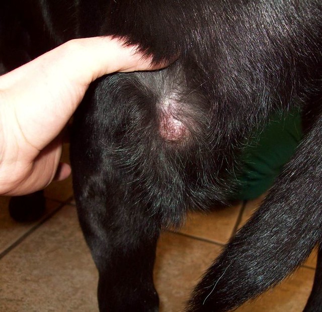 Mast cell tumors can look like anything This lump showed u… Flickr Photo Sharing!