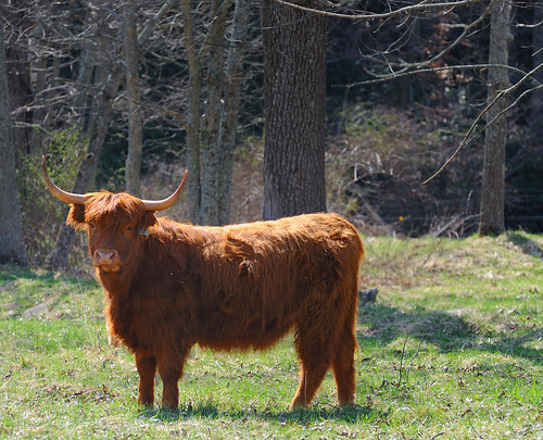 rural geotagged cow nikon raw nef cattle pennsylvania farm country highlander bull farmanimal nx2 howardpa centrecountypa d3s nikongp1 nikkor70200f28vrii