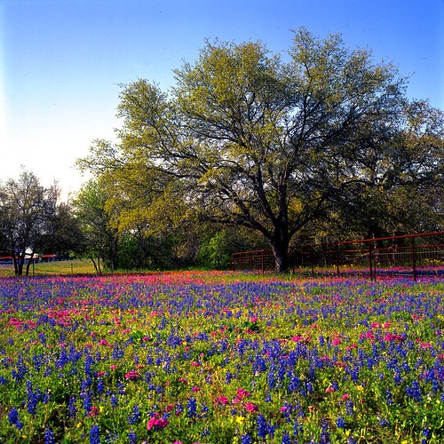 flower film mediumformat geotagged texas bluebonnet bronica wildflower phlox bluebonnets lupine filmscan stateflower texaswildflowers bronicas2a texasstateflower geo:lat=29444933 geo:lon=98034225