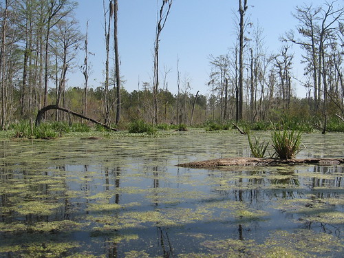 swamp stgeorge beaverdam beaverlodge beaverpond dorchestercounty