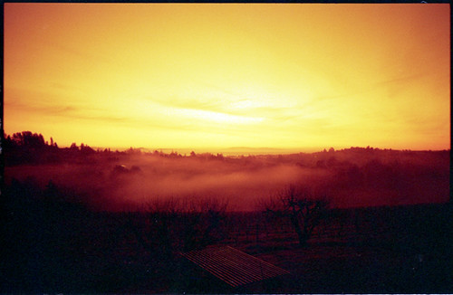 mist film fog 35mm vineyard view pentax hill sebastopol mesuper redscale