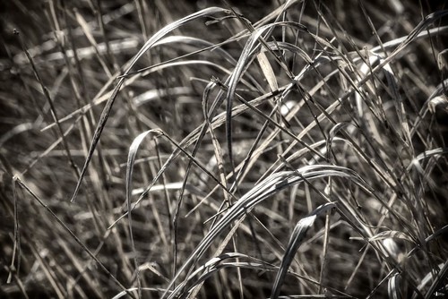 canada novascotia capebreton grasses cs4 roundisland photomatix hdr3ex niksfilters