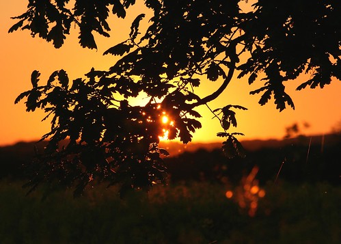 sunset tree silhouette oak fields