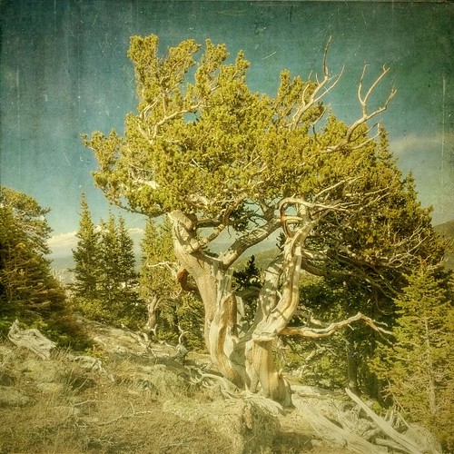old mountain mountains tree forest vintage square colorado glare afternoon aged distressed slope textured mtevans bristleconepine lightglow goliathpeak texturesquared