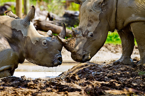 animals zoo wildlife rhino rhinos peoria 2010 peoriazoo