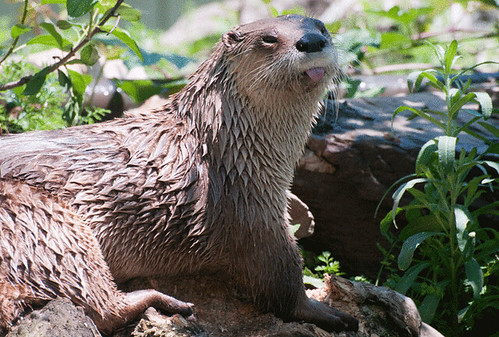 tongue funny otter animated gif