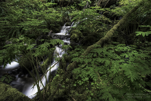 green nature rain creek forest geotagged log stream mountrainier ferns washingtonstate forestfloor hdr janusz leszczynski geo:lat=46757226 geo:lon=121881929 002808