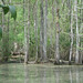 Alligator Canal   DSCN1703