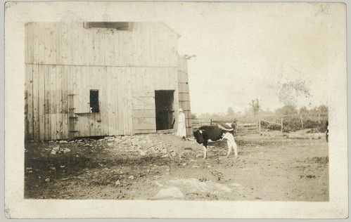 Barn and cow