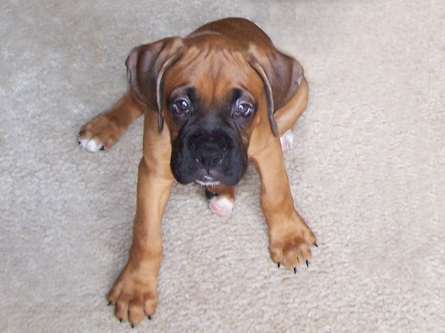 Fawn Boxer Puppy | Flickr - Photo Sharing!