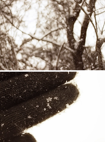 snowflake trees winter snow diptych bokeh glove project365 project36612010