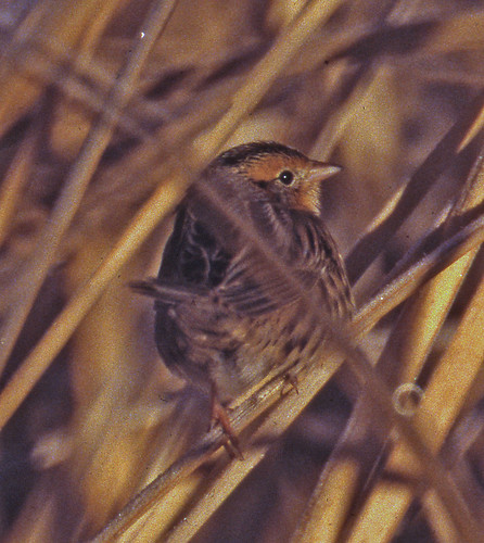 bird sparrow 1998 nm lecontessparrow ammodramusleconteii passerine ammodramus sanmiguelco taxonomy:binomial=ammodramusleconteii