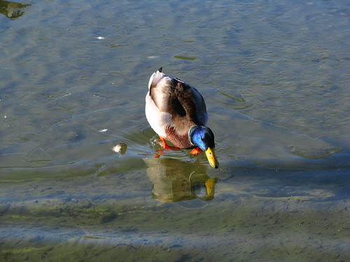 park lake ontario canada bird ice birds port fly flying duck view ducks front credit promenade mallard lakeview mississauga passaro lakefront
