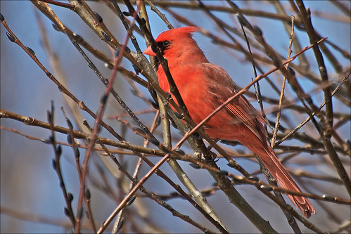 red male bird cardinal cardinaliscardinalis birdwatcher northerncardinal hff featheryfriday