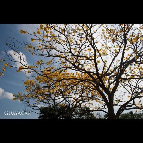 summer sky sun tree yellow guayacan