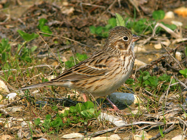Vesper Sparrow (Pooecetes gramineus) 3- 20100410