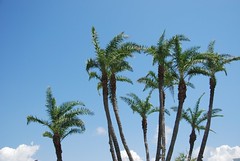 Palm Trees - Sarasota, Florida