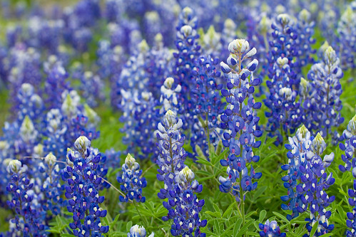 flowers blue canon texas bluebonnet 7d wildflowers hillcountry