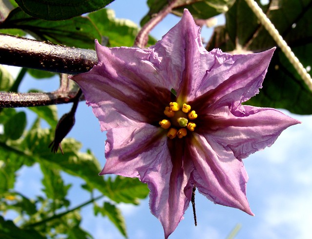 eggplant flower, contrast enhanced | Flickr - Photo Sharing!