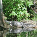 Alligator Canal  DSCN1736