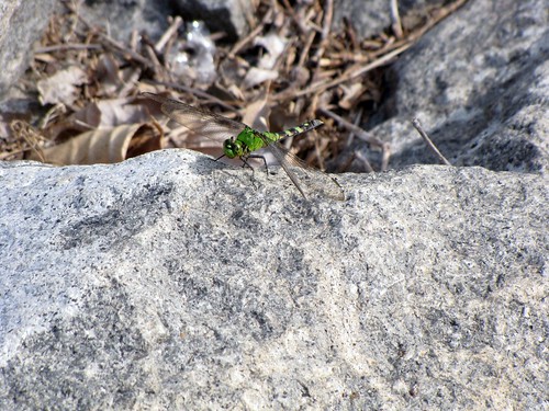 park travel usa green nature rock canon insect daylight rocks view state dragonfly stones wildlife south peaceful powershot daytime arkansas geology tranquil sx10is waltphotos