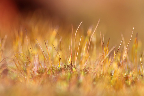 plant abstract colour detail macro nature misty moss dof bokeh dreamy shallow