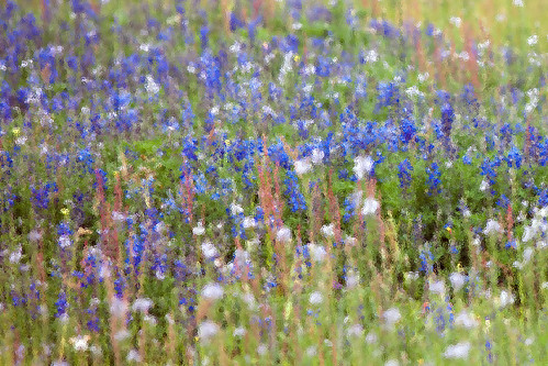 ranch flowers blue flower field texas tx bluebonnet wildflowers bluebonnets canonef70200mmf28lisusm northzulch canoneos5dmarkii canon5dmarkii
