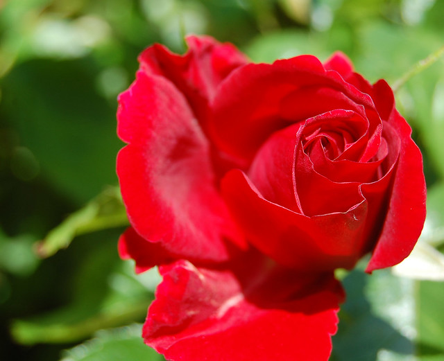 Rose bud opening | Flickr - Photo Sharing!