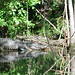 Alligator Canal   DSCN1719