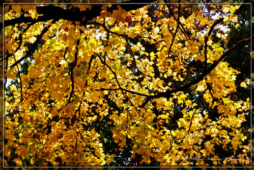autumn fall fallfoliage foliage orton cobalt