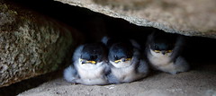 Tiny chicks - Machu Picchu - Peru