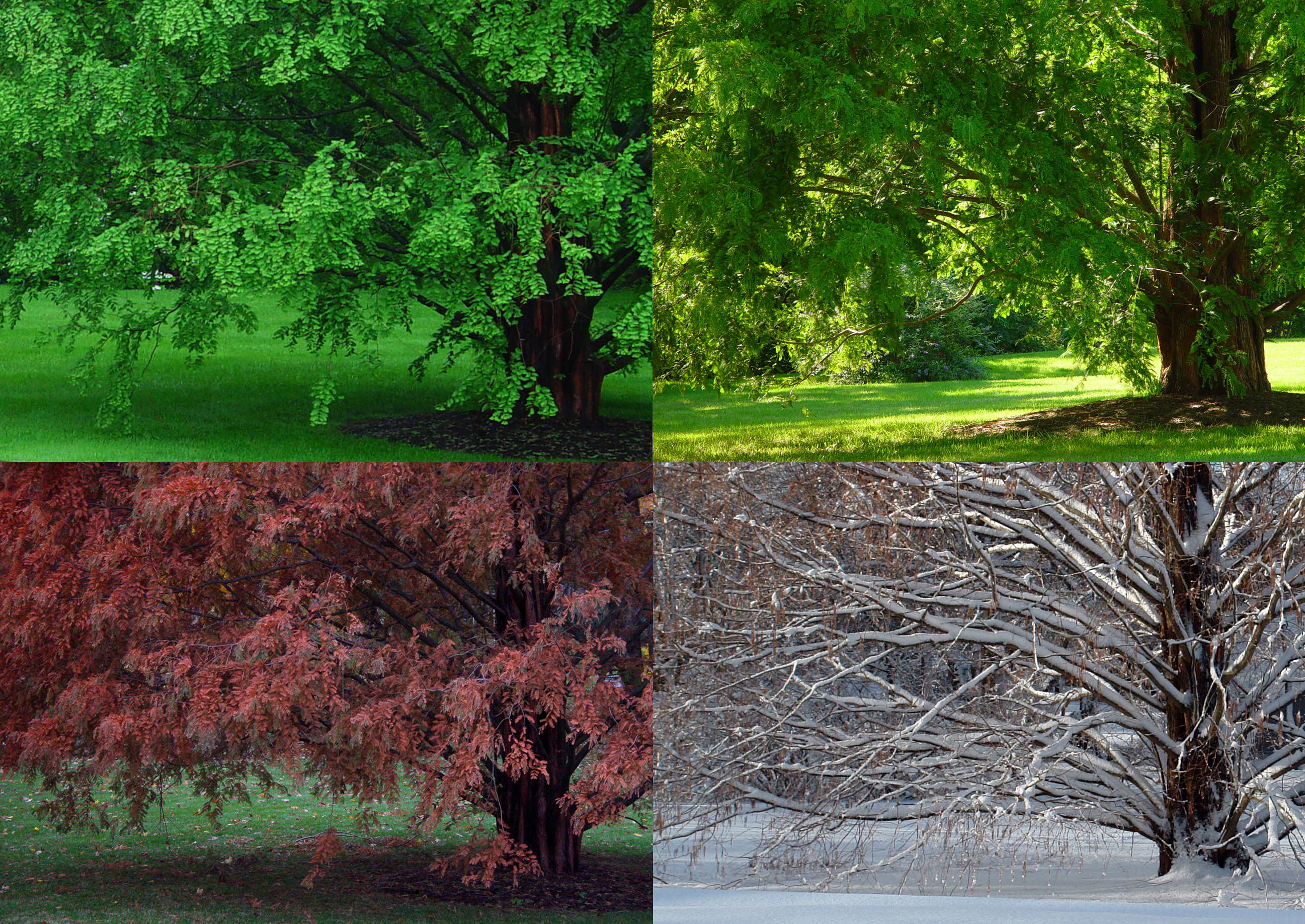 Деревья в разные сезоны
