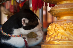 Temple cat at Phra Yai Temple