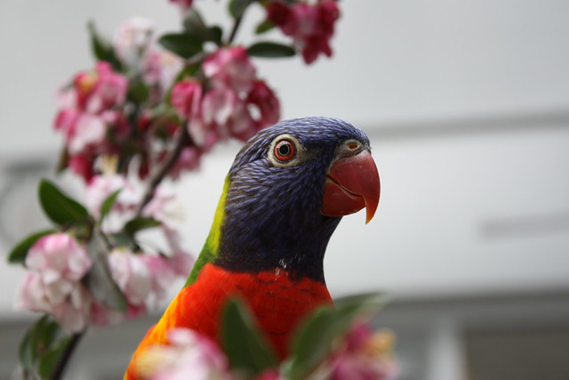 Lorikeets at the National Aviary in Pittsburgh