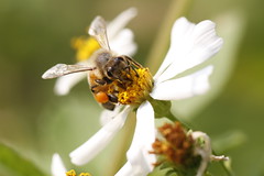 Macro Bees